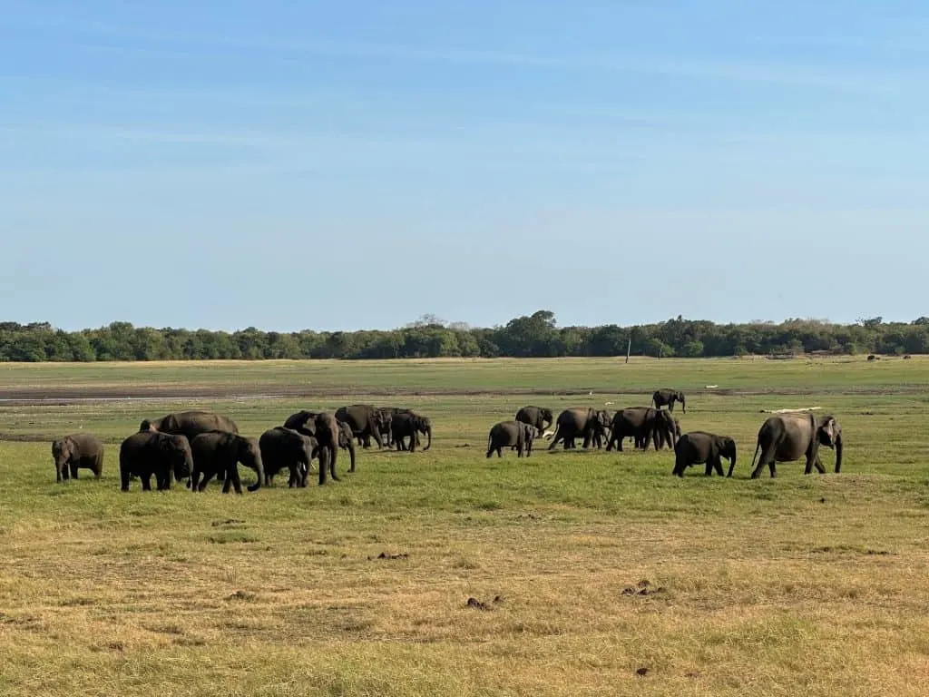 Herd of elephants gather near lake in Kaudulla National Park