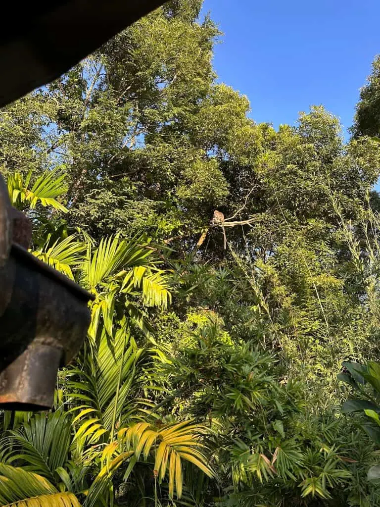 A monkey in a tree next to our pavilion room