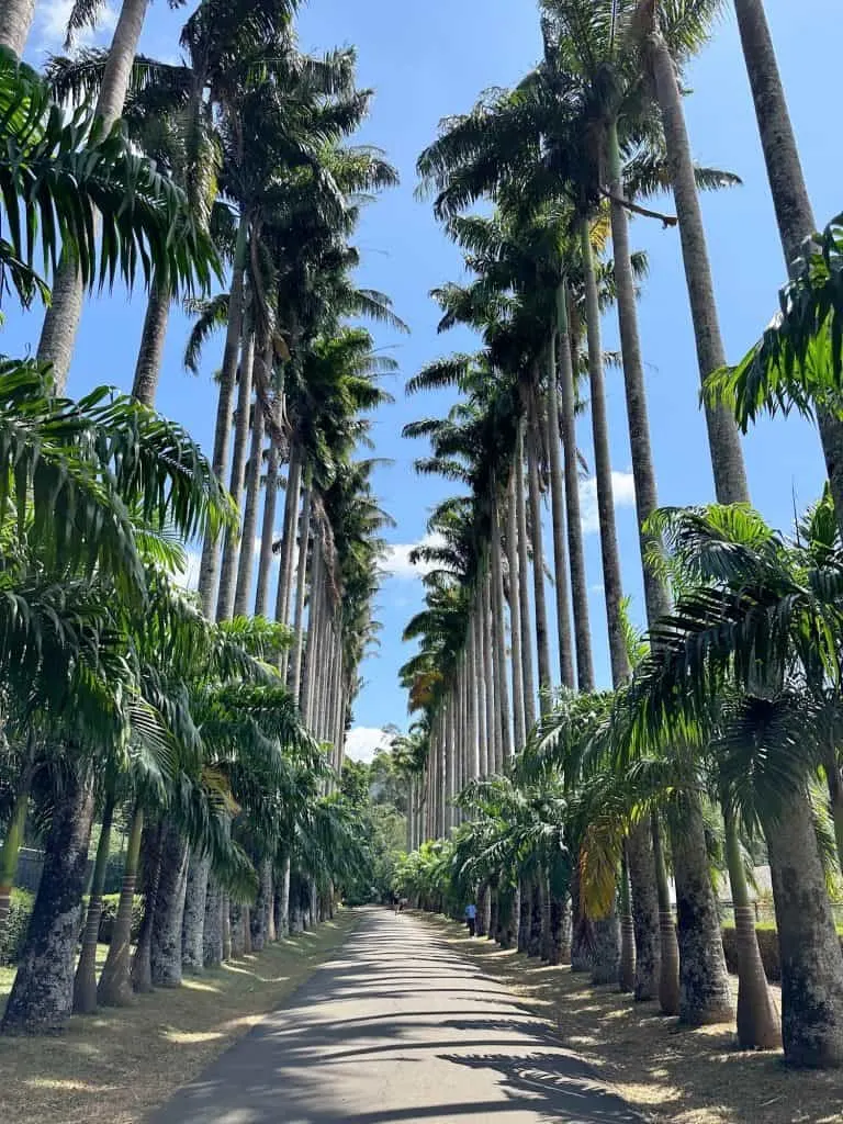 Towering cabbage palm trees form an avenue in the Royal Botanical Gardens in Kandy