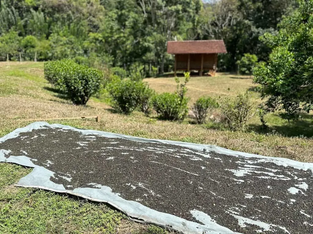 Peppercorns drying on a sheet on the lawn at Koslanda