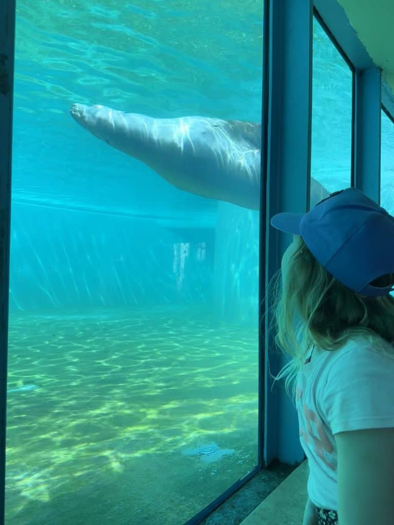 Our eight-year-old looking into a tank of water as a sea lion swims past