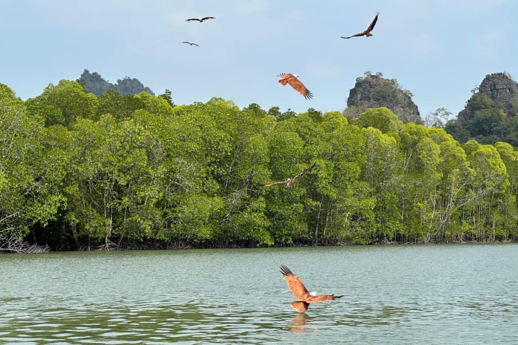 Eagles swooping towards the water to catch fish and morsels thrown by visitors into the mangrove lagoon of Kilim National Park