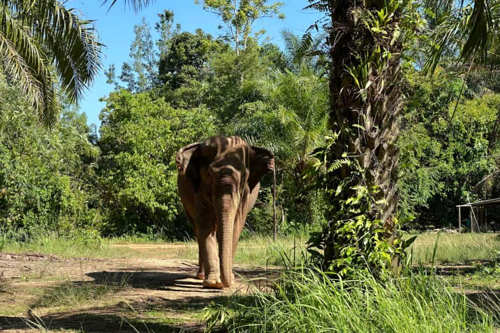An elephant stands below a palm tree looking straight towards the camera