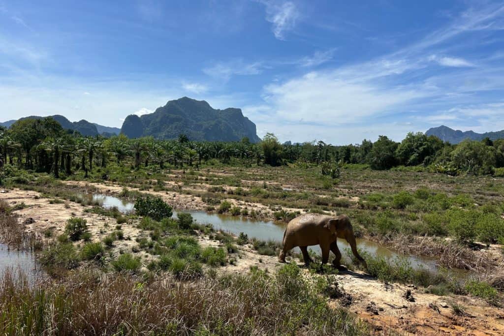 Marigold - a rescued elephant - walks across a clearing of the Following Giants elephant sanctuary with the mountains in the background
