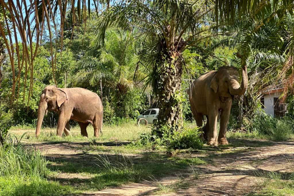 Dos elefantes se encuentran en un claro en el santuario de Siguiendo a los Gigantes de Krabi