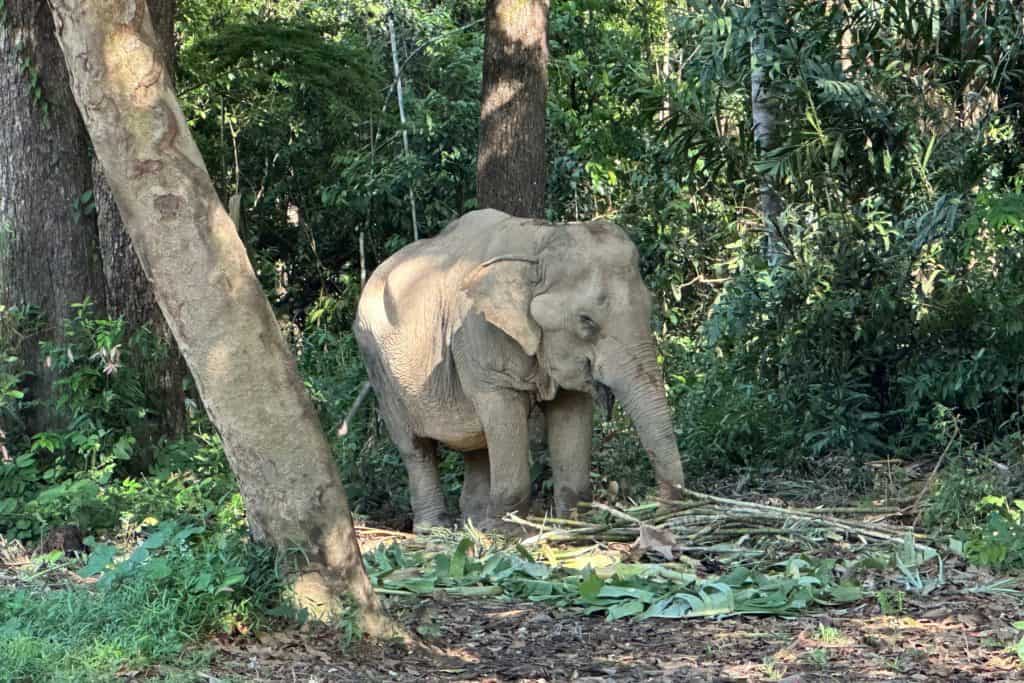 Un elefante en un claro sombreado comiendo caña de azúcar