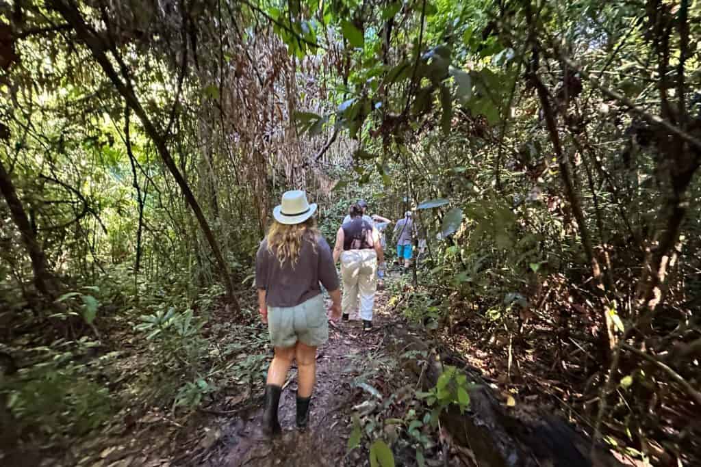 Mi hija y otros visitantes caminando por la jungla buscando elefantes en Siguiendo a los Gigantes en Krabi