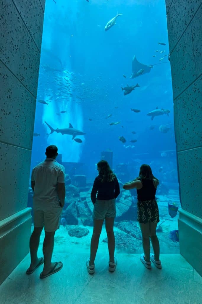My family stood looking at the marine life through the floor to ceiling windows of the Ambassador tank at Atlantis Dubai