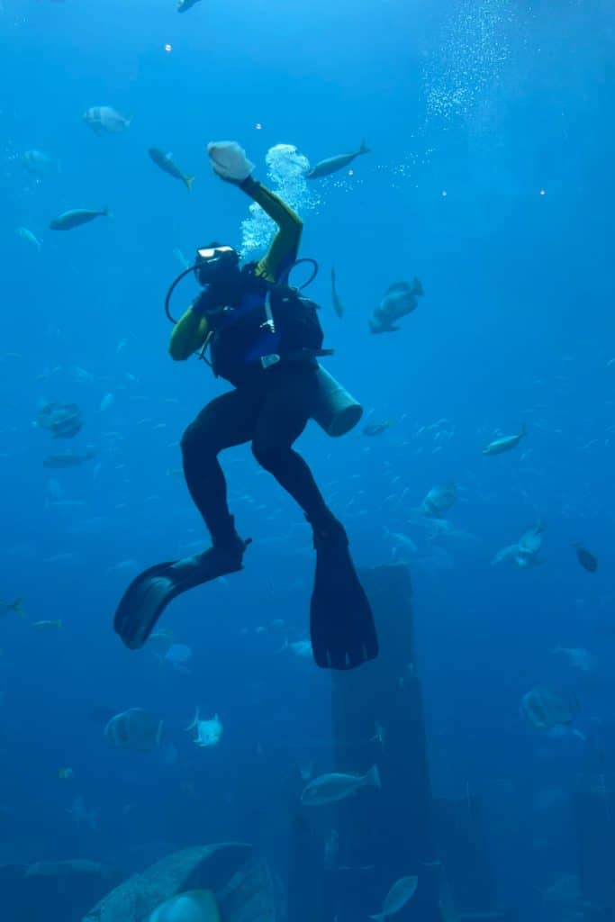 A scuba diver in the Ambassador tank cleaning it from the inside with a cloth