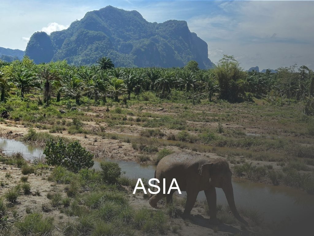 Asia content button