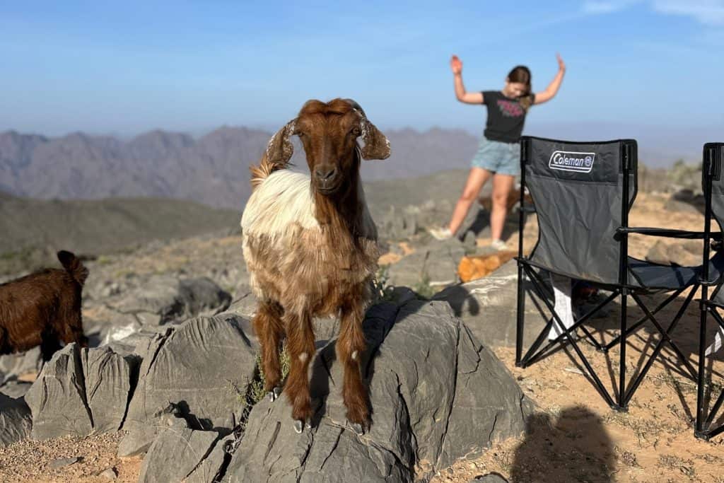 A curious goat in our camp in the mountains of Oman