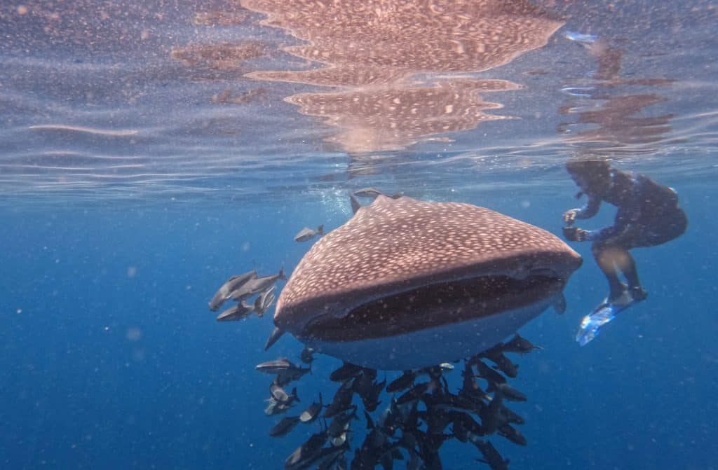 A whale shark swimming towards the camera with our captain alongside it