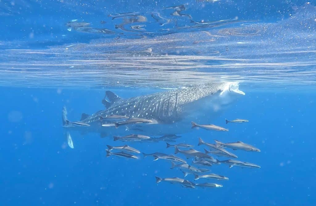 A Whale Shark feeding off plankton in the sea off Muscat