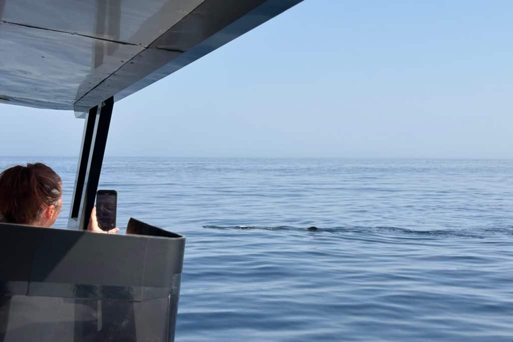 Whale shark breaking the surface of the seas. Seen from boat