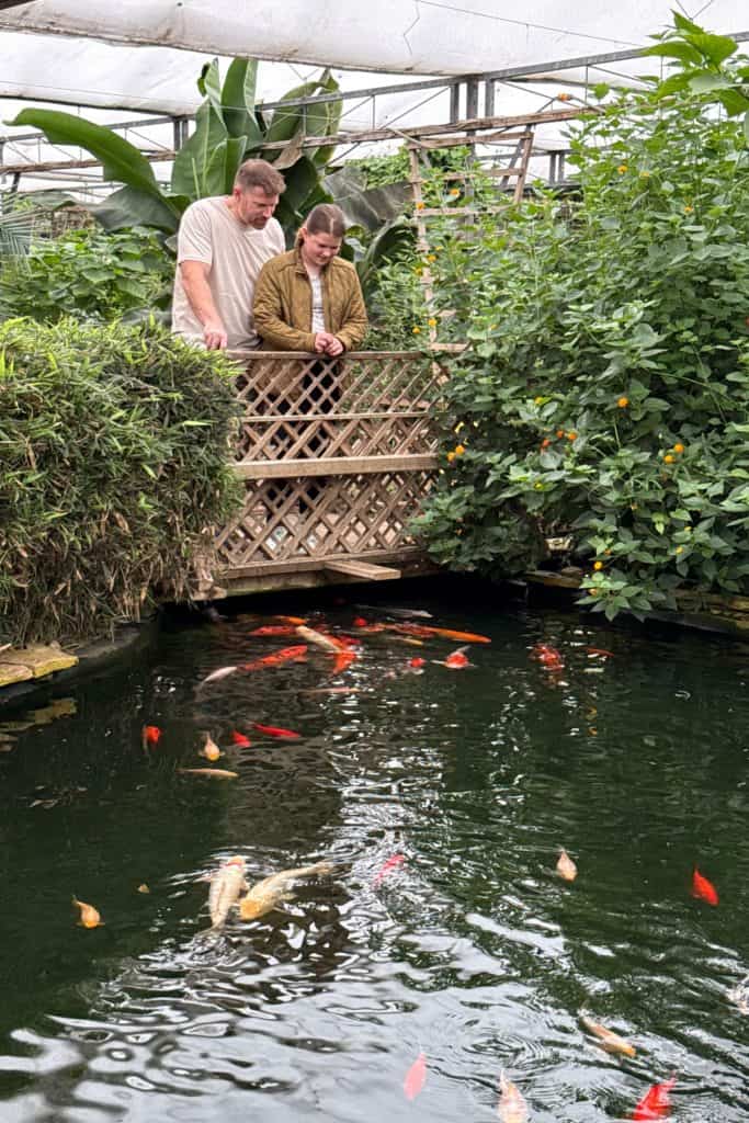 My husband and 11-year-old look down in the the fish pond in the butterfly house at Butterfly World on the Studley Estate near Swindon