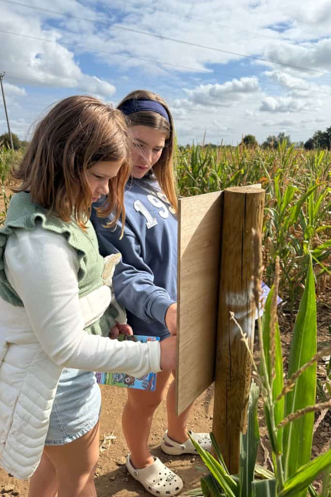 My children looking for clues on an information board in the maize maze at Millets Farm
