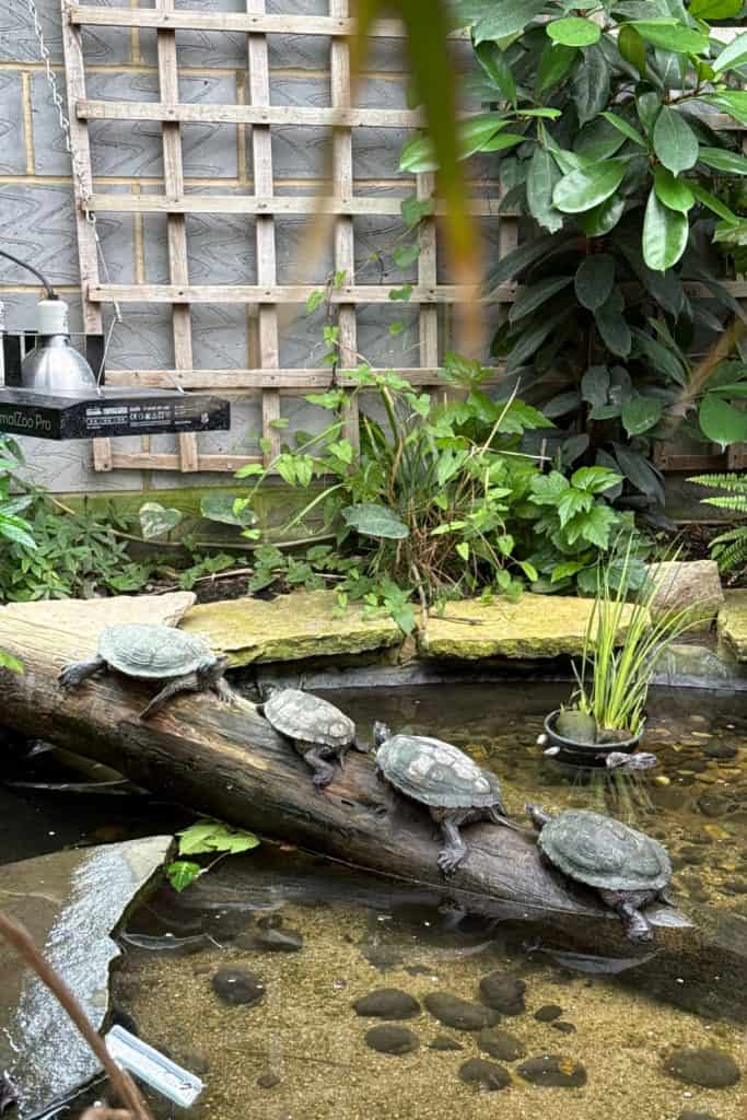 Four terrapins lined up on a log under a heat lamp at Butterfly World