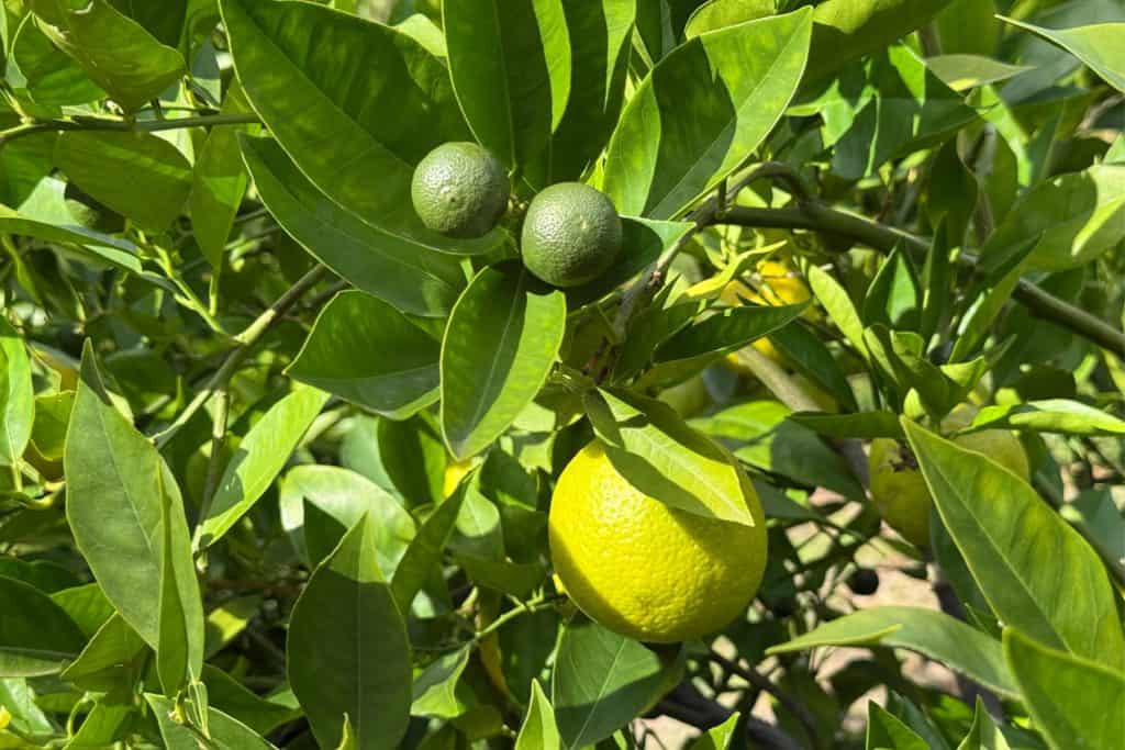 Three limes growing on a tree